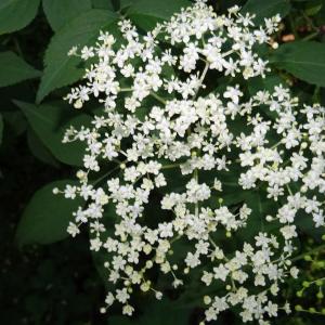 Photographie n°2514735 du taxon Sambucus nigra L. [1753]