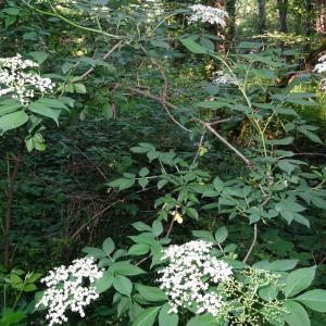 Photographie n°2514737 du taxon Sambucus nigra L. [1753]