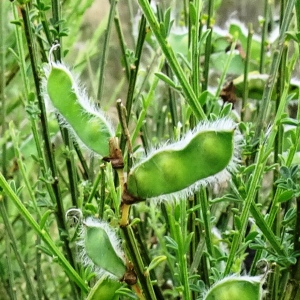 Photographie n°2514744 du taxon Cytisus scoparius (L.) Link