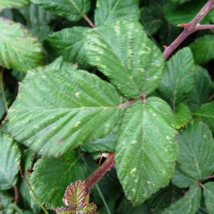 Photographie n°2514749 du taxon Rubus ulmifolius Schott [1818]