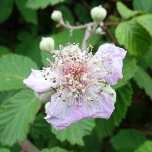 Photographie n°2514752 du taxon Rubus ulmifolius Schott [1818]