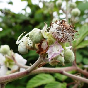 Photographie n°2514754 du taxon Rubus ulmifolius Schott [1818]