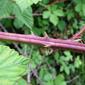 Photographie n°2514755 du taxon Rubus ulmifolius Schott [1818]