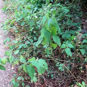 Photographie n°2514767 du taxon Urtica dioica L.