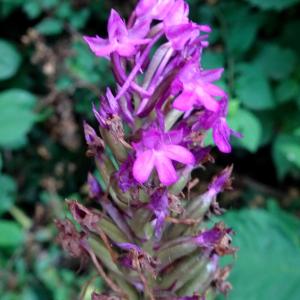 Photographie n°2514768 du taxon Anacamptis pyramidalis (L.) Rich.