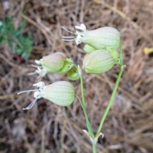 Photographie n°2514776 du taxon Silene vulgaris (Moench) Garcke