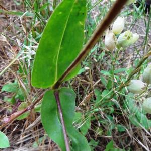 Photographie n°2514777 du taxon Silene vulgaris (Moench) Garcke