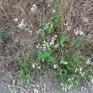 Photographie n°2514778 du taxon Silene vulgaris (Moench) Garcke