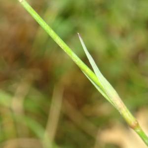 Photographie n°2514784 du taxon Dianthus carthusianorum L. [1753]