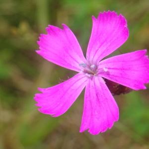 Photographie n°2514786 du taxon Dianthus carthusianorum L. [1753]