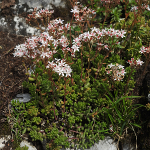 Photographie n°2514787 du taxon Sedum album L.