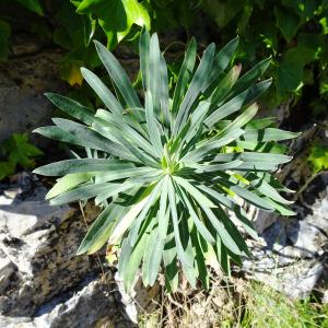 Photographie n°2514832 du taxon Euphorbia characias L.