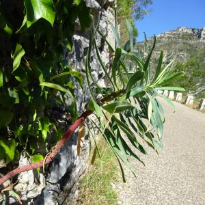 Photographie n°2514834 du taxon Euphorbia characias L.