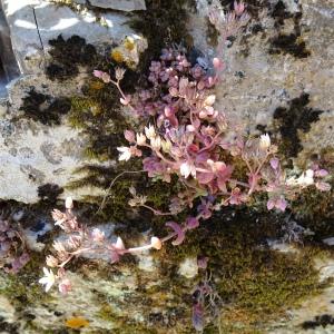 Photographie n°2514837 du taxon Sedum dasyphyllum L.