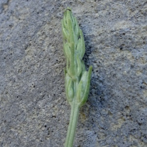 Photographie n°2514861 du taxon Lavandula latifolia Medik. [1784]