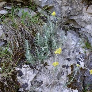 Photographie n°2514920 du taxon Helichrysum stoechas (L.) Moench [1794]
