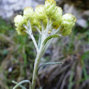 Photographie n°2514921 du taxon Helichrysum stoechas (L.) Moench [1794]