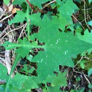 Photographie n°2514924 du taxon Lactuca muralis (L.) Gaertn. [1791]