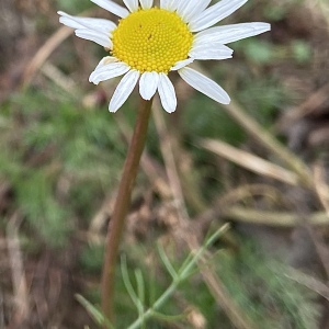 Photographie n°2514991 du taxon Tripleurospermum inodorum (L.) Sch.Bip. [1844]