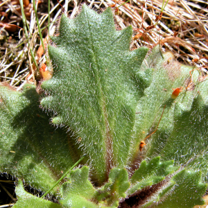 Photographie n°2515014 du taxon Micranthes clusii (Gouan) Fern.Prieto, V.Vázquez, Vallines & Cires.