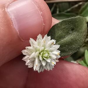 Gomphrena celosioides Mart.