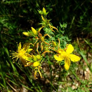 Photographie n°2515150 du taxon Hypericum perforatum L. [1753]
