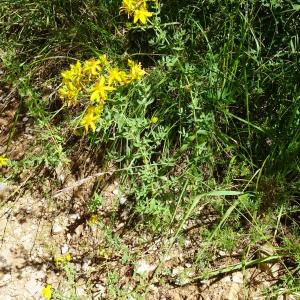 Photographie n°2515151 du taxon Hypericum perforatum L. [1753]