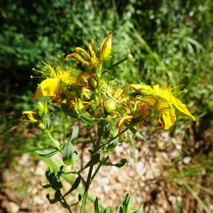 Photographie n°2515153 du taxon Hypericum perforatum L. [1753]