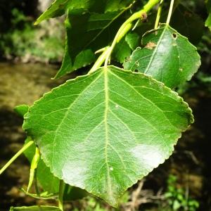 Photographie n°2515164 du taxon Populus nigra L. [1753]