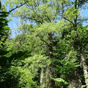 Photographie n°2515168 du taxon Populus nigra L. [1753]