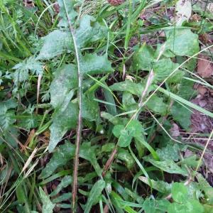 Photographie n°2515176 du taxon Cichorium intybus L. [1753]