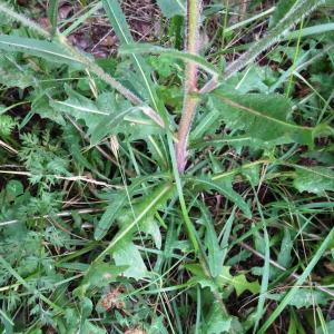 Photographie n°2515177 du taxon Cichorium intybus L. [1753]