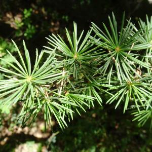 Photographie n°2515189 du taxon Cedrus atlantica (Manetti ex Endl.) Carrière [1855]