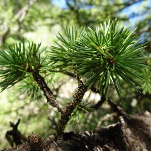 Photographie n°2515191 du taxon Cedrus atlantica (Manetti ex Endl.) Carrière [1855]