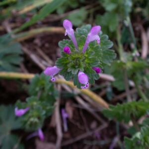 Photographie n°2515197 du taxon Lamium amplexicaule L.