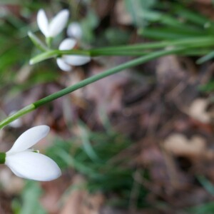 Photographie n°2515219 du taxon Galanthus nivalis L. [1753]