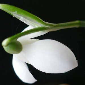 Photographie n°2515221 du taxon Galanthus nivalis L. [1753]