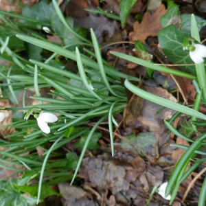Photographie n°2515222 du taxon Galanthus nivalis L. [1753]