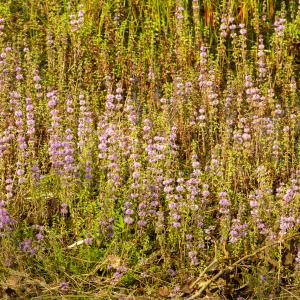 Photographie n°2515367 du taxon Mentha pulegium L.