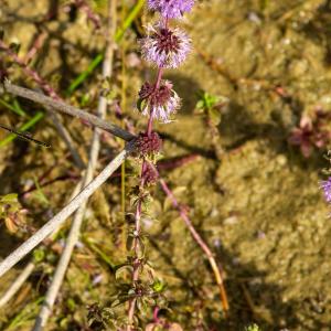 Photographie n°2515369 du taxon Mentha pulegium L.