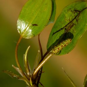 Photographie n°2515389 du taxon Potamogeton gramineus L. [1753]