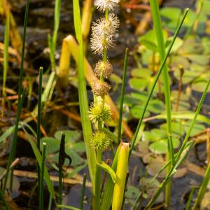 Photographie n°2515400 du taxon Sparganium emersum Rehmann