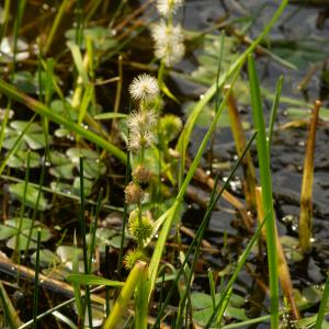 Photographie n°2515402 du taxon Sparganium emersum Rehmann