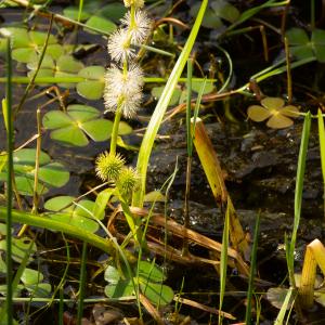Photographie n°2515403 du taxon Sparganium emersum Rehmann