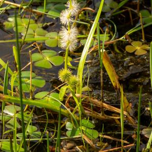 Photographie n°2515405 du taxon Sparganium emersum Rehmann