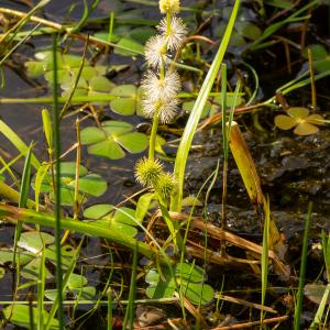 Photographie n°2515406 du taxon Sparganium emersum Rehmann