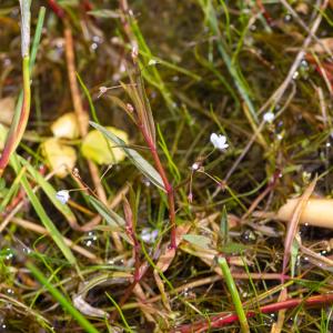 Photographie n°2515416 du taxon Veronica scutellata L. [1753]