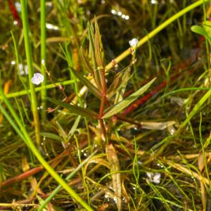 Photographie n°2515418 du taxon Veronica scutellata L. [1753]