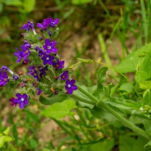 Photographie n°2515421 du taxon Anchusa officinalis L. [1753]
