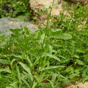 Photographie n°2515422 du taxon Anchusa officinalis L. [1753]